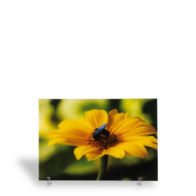 Photographs on acrylic